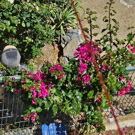 Spring's House ホテル *